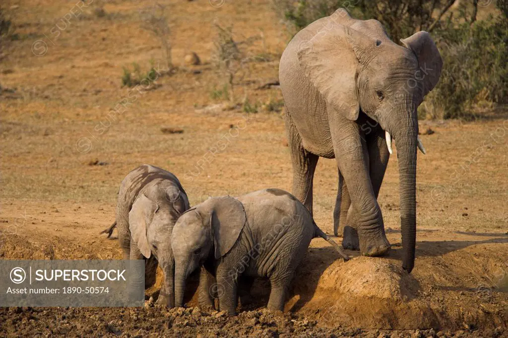 Baby elephants, Loxodonta africana, playing at wallow in Addo Elephant National Park, Eastern Cape, South Africa
