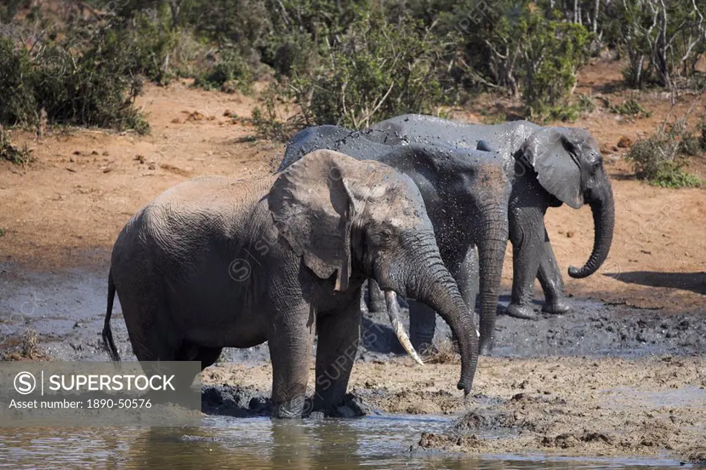 Elephants, Loxodonta africana, splashing in muddy water in Addo Elephant National Park, Eastern Cape, South Africa, Africa