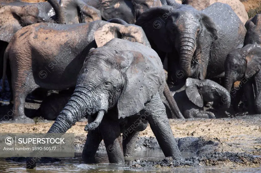 Elephants, Loxodonta africana, wallowing in muddy water in Addo Elephant National Park, Eastern Cape, South Africa, Africa
