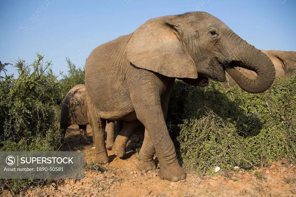 Elephant, Loxodonta africana, close to Addo Elephant National Park, Eastern Cape, South Africa, Africa