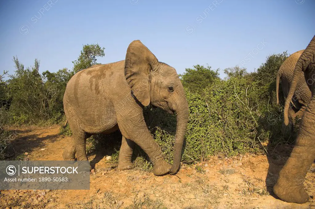Baby elephant, Loxodonta africana, following herd in Addo Elephant National park, Eastern Cape, South Africa, Africa
