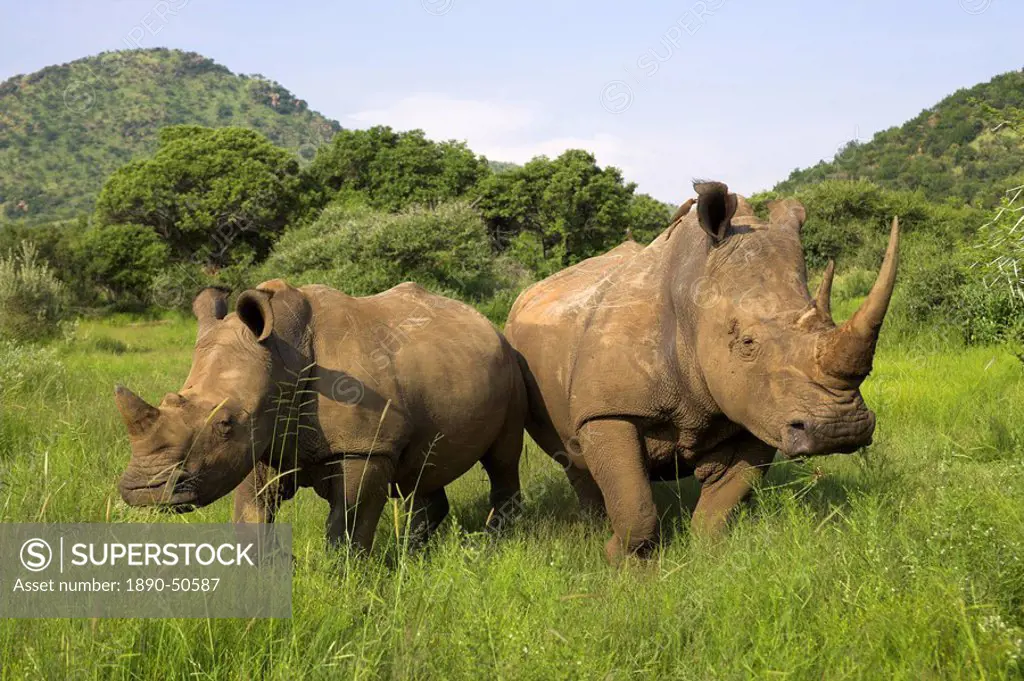 White rhino, Ceratotherium simum, with calf in Pilanesberg game reserve, North West Province, South Africa, Africa