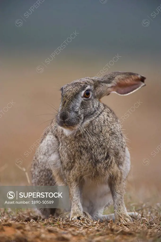 Cape hare, Lepus capensis, Addo Elephant National Park, South Africa, Africa
