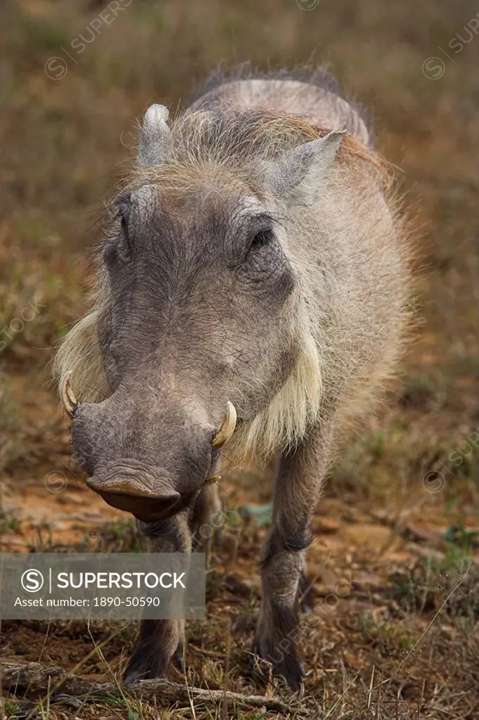 Warthog, Phacochoerus aethiopicus, Addo Elephant National Park, South Africa, Africa