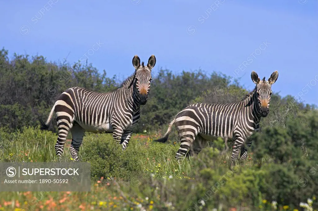 Cape mountain zebra, Equus zebra zebra, in spring flowers in Bushman´s Kloof Reserve, Cedarberg, Western Cape, South Africa, Africa