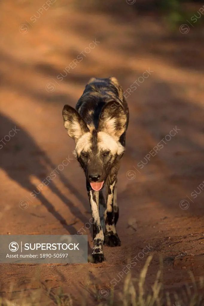 African wild dog, Lycaon pictus, Venetia Limpopo nature reserve, South Africa, Africa