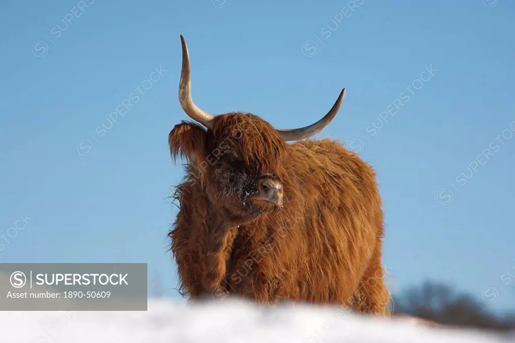 Highland cow in snow, conservation grazing on Arnside Knott, Cumbria, England, United Kingdom, Europe