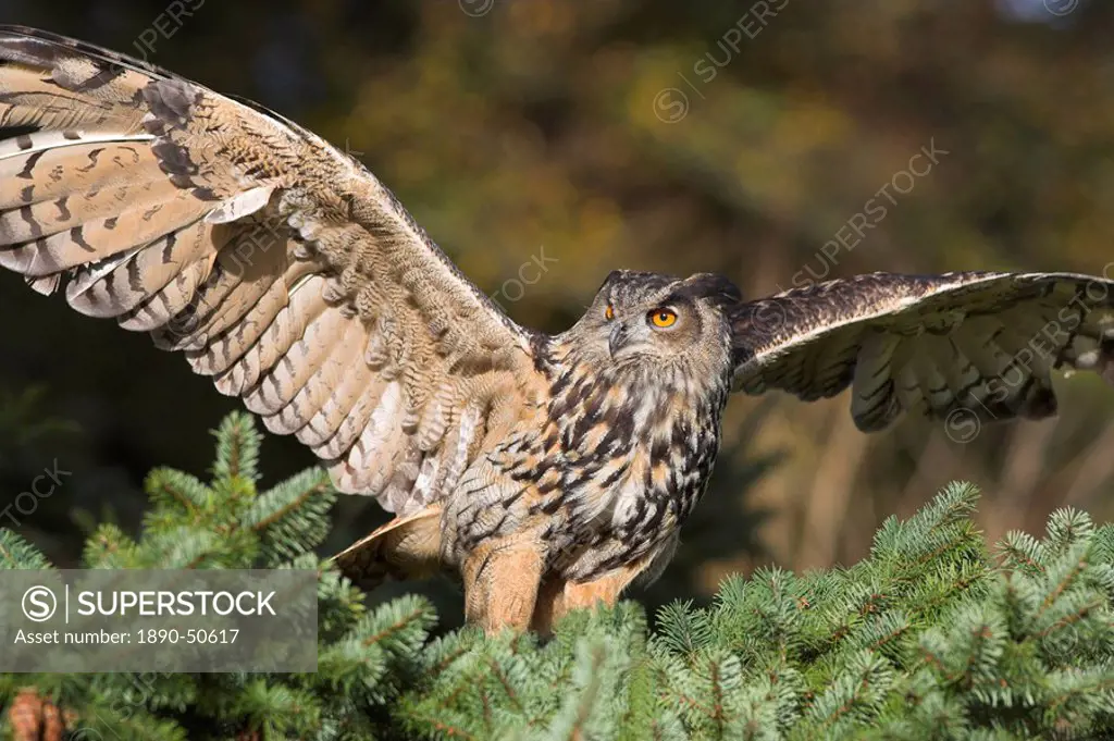European eagle owl, Bubo bubo, female, captive, World Owl Trust, Muncaster Castle, Cumbria, England, United Kingdom, Europe