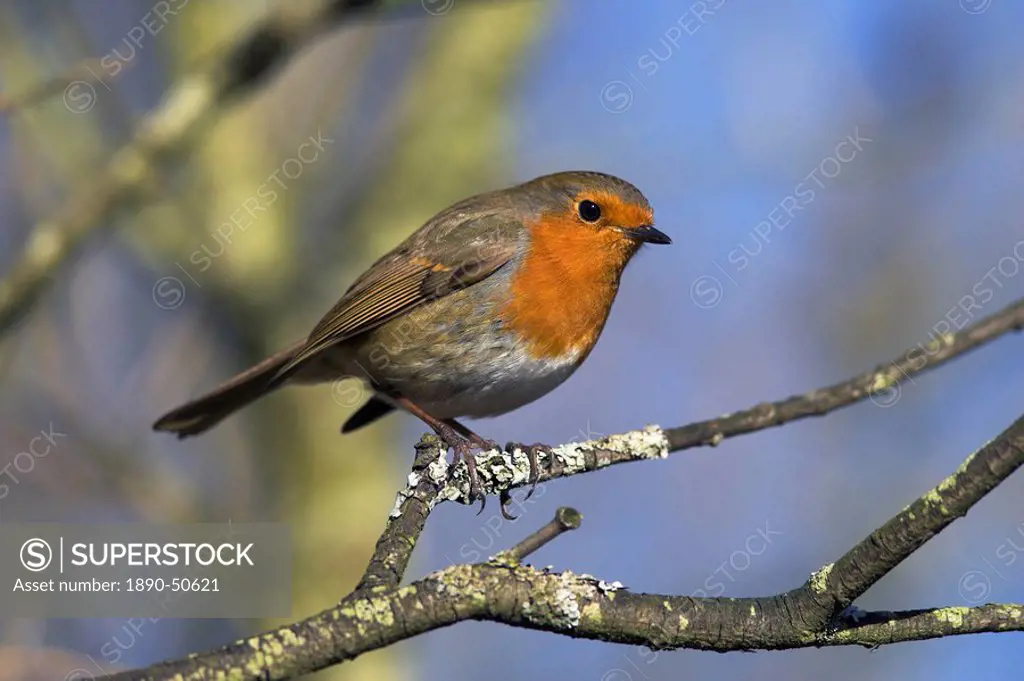 Robin, Erithacus rubecula, perched on a tree branch at Leighton Moss RSPB nature reserve, Silverdale, Lancashire, England, United Kingdom, Europe