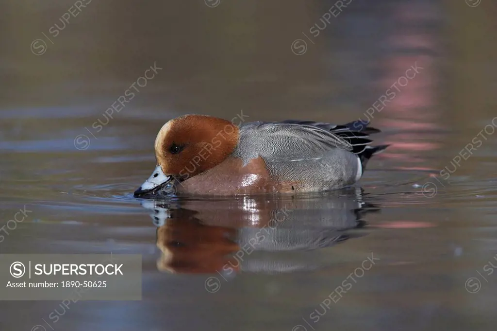 Wigeon, Anas penelope, at Martin Mere Wildfowl and Wetlands Trust reserve in Lancashire, England, United Kingdom, Europe