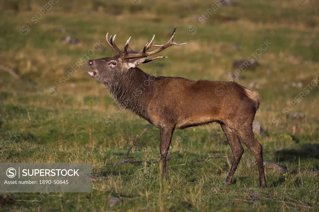Red deer stag, roaring in the rut, captive at Highland Wildlife Park, Kingussie, Scotland, United Kingdom, Europe