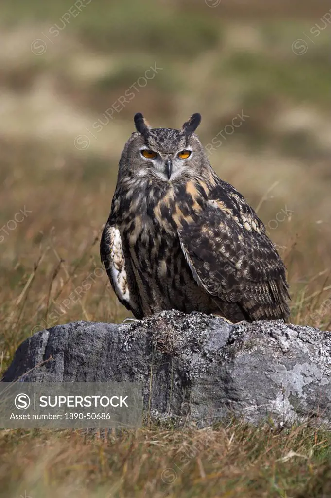 European eagle owl Bubo bubo, on moorland, captive, United Kingdom, Europe