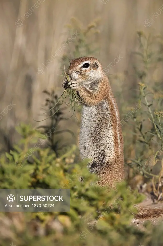 Ground squirrel Xerus inauris, Kgalagadi Transfrontier Park, Northern Cape, South Africa, Africa