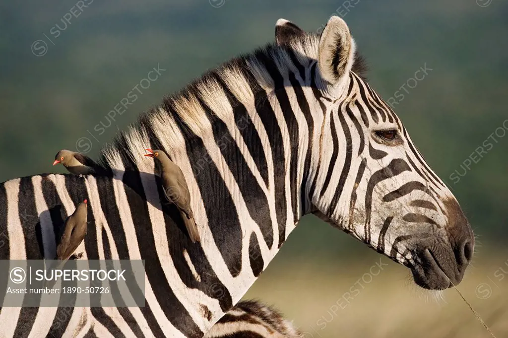 Burchell´s zebra Equus burchelli, with redbilled oxpeckers Buphagus erythrorhynchus, Hluhluwe Umfolozi Park, KwaZulu Natal, South Africa, Africa
