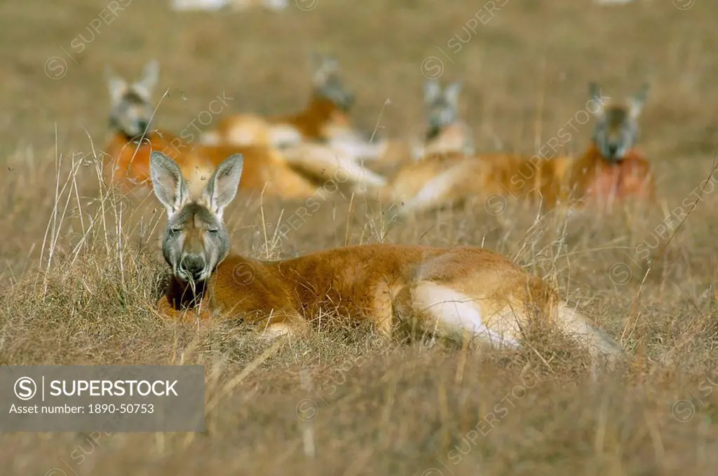 Mob of red kangaroo Macropus rufus, Tidbinbilla Reserve, New South Wales, Australia, Pacific
