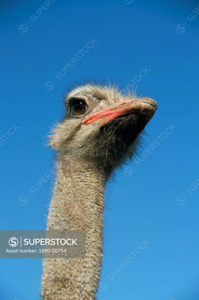 Ostrich Struthio camelus, captive in ostrich breeding farm, Cumbria, England, United Kingdom, Europe