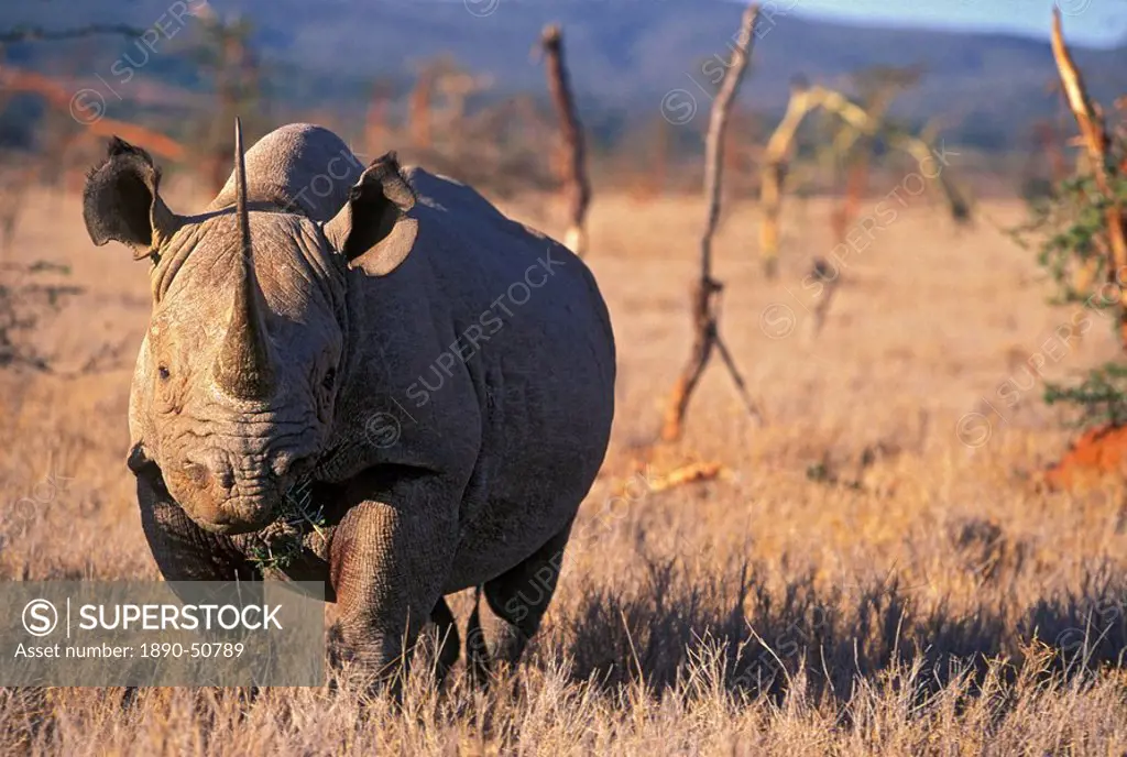 Black Rhino, East Africa, Africa