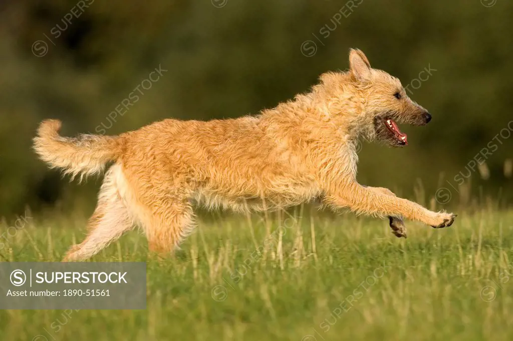 Belgian shepherd dog, Europe