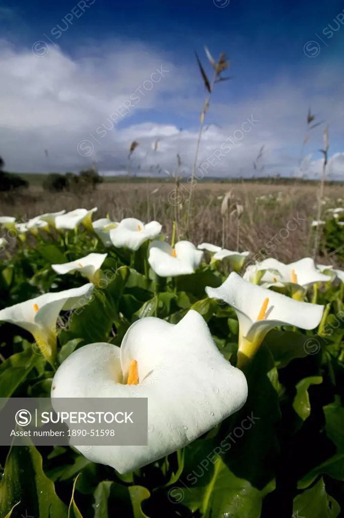 White arum lily, Araceae, Great Ocean Road, Victoria, Australia, Pacific