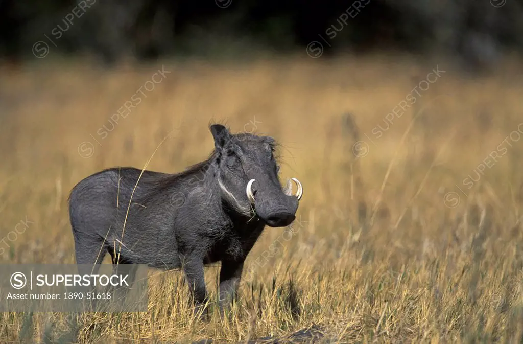 Warthog, Phacochoerus africanus, Chobe National Park, Savuti, Botswana, Africa