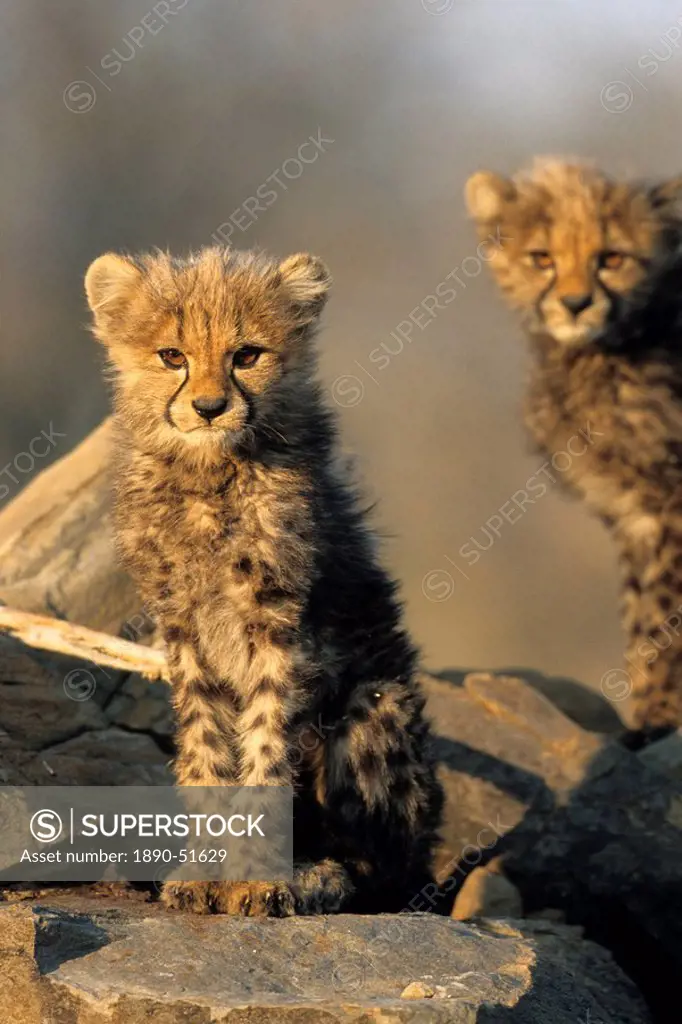 Cheetah cubs, Acinonyx jubatus, Duesternbrook Private Game Reserve, Windhoek, Namibia, Africa