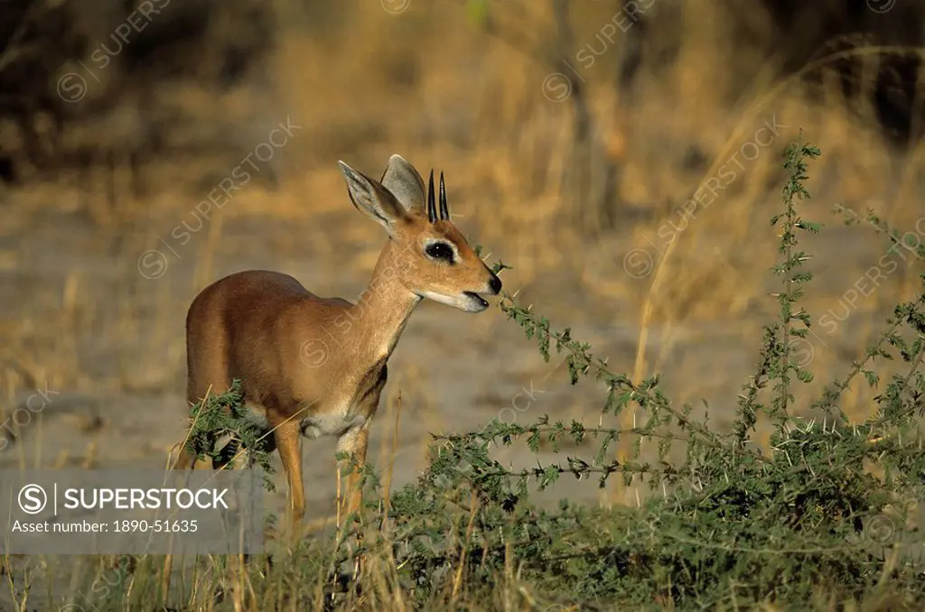 Steenbok, Raphicerus campestris, Chobe National Park, Savuti, Botswana, Africa