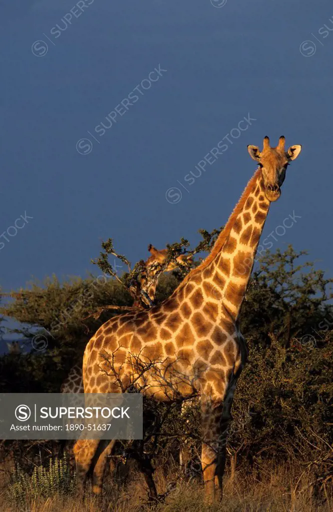 Giraffe, Giraffa camelopardalis, Erongo region, Namibia, Africa