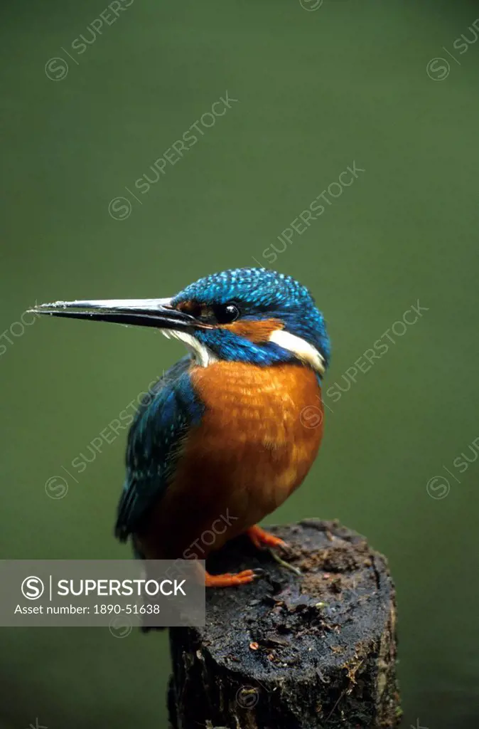 Kingfisher, Alcedo atthis, NRW, Bielefeld, Germany, Europe