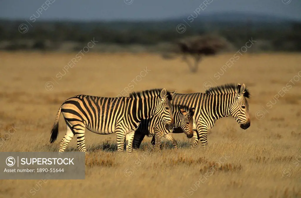 Hartman´s mountain zebra, Equus zebra hartmannae, Damaraland, Namibia, Africa