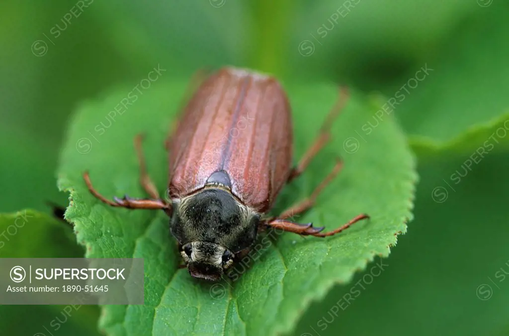 Maybug, Sitophilus zeamais, Bielefeld, Germany, Europe