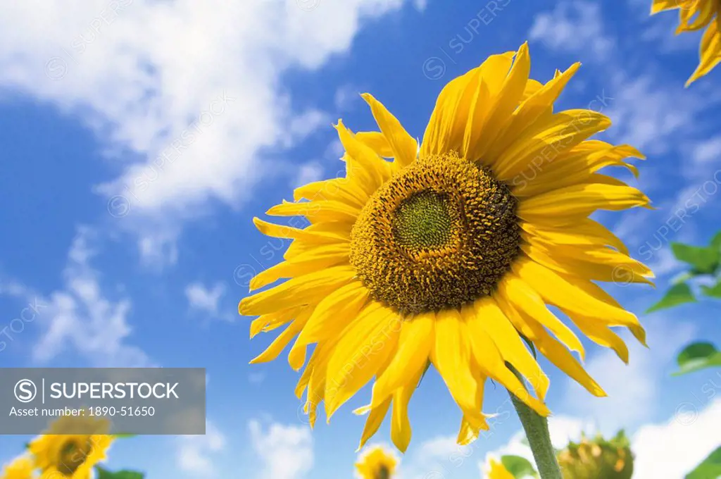 Sunflower, Helianthus species, Bielefeld, North Rhine_Westphalia, Germany, Europe
