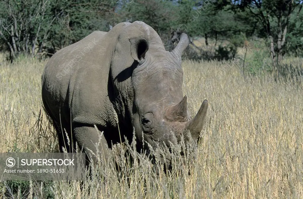 White rhinoceros, Ceratotherium simum, Namibia, Africa