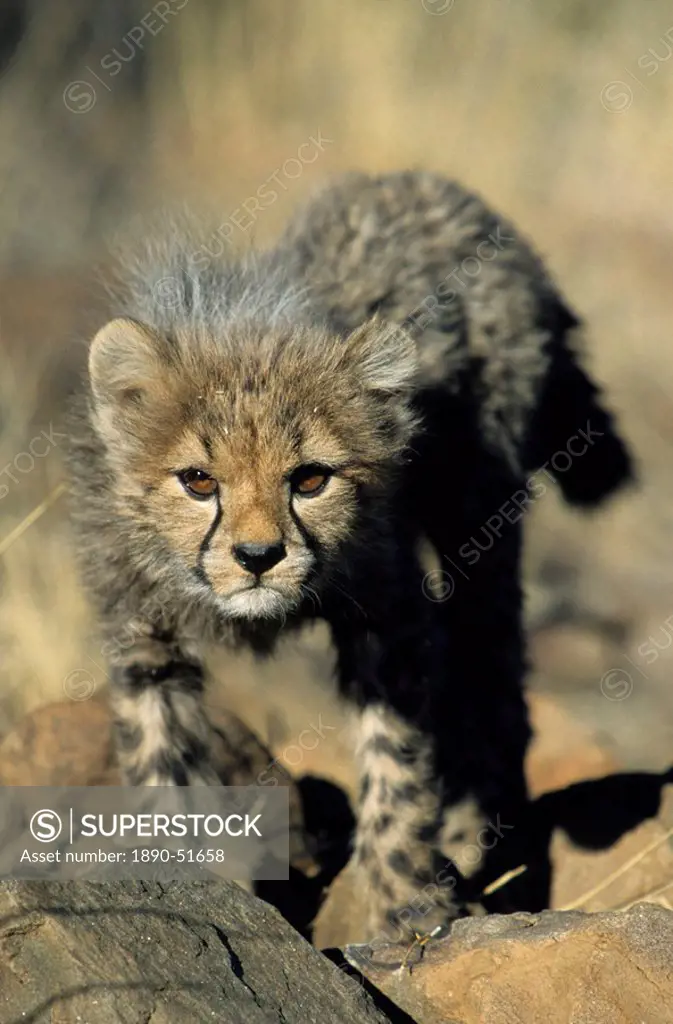 Cheetah cub, Acinonyx jubatus, Duesternbrook Private Game Reserve, Windhoek, Namibia, Africa