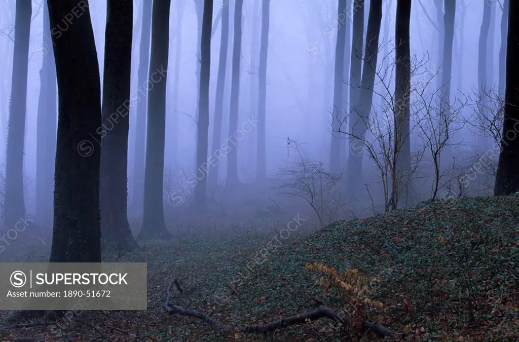 Forest in the fog, Bielefeld, Germany, Europe