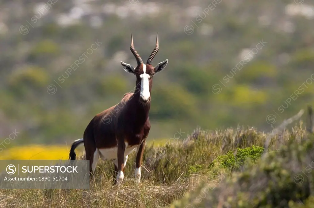 Blesbok, bontebok, Damaliscus dorcas, Cape of Good Hope, South Africa, Africa