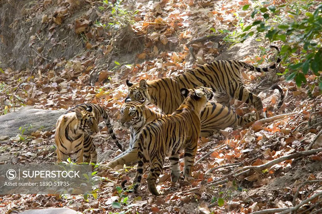 Bengal tigers, Panthera tigris tigris, Bandhavgarh National Park, Madhya Pradesh, India, Asia