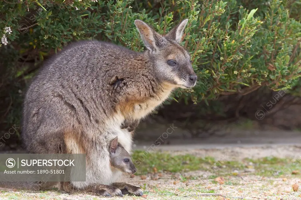Tammar wallaby Macropus eugenii, Flinders Chase National Park, Kangaroo Island, South Australia, Australia, Pacific