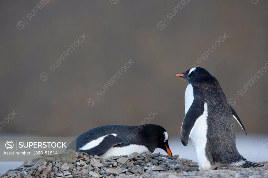 Gentoo penguins Pygoscelis papua, Browns Bluff, Drake Passage, Weddell Sea, Antarctic Peninsula, Antarctica, Polar Regions