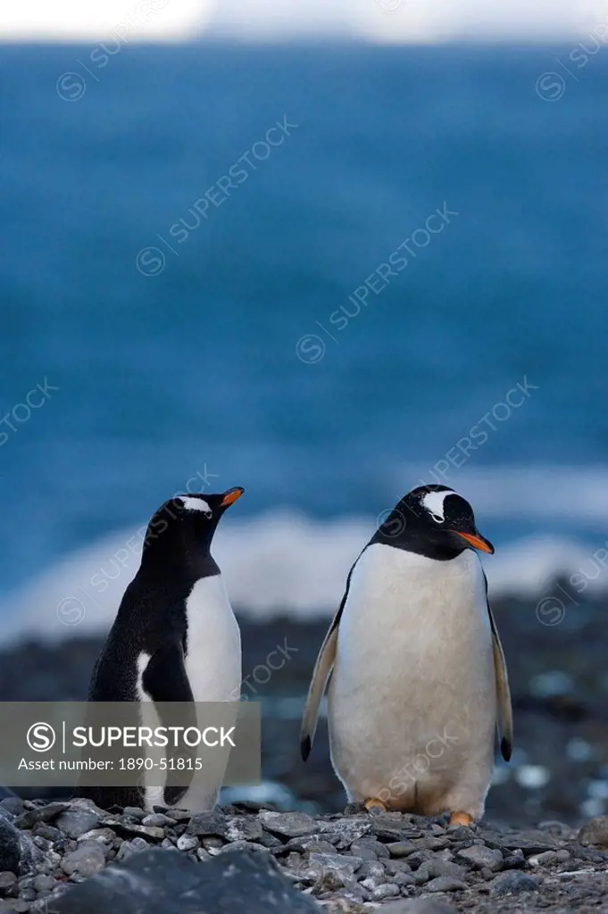Gentoo penguins Pygoscelis papua, Browns Bluff, Weddell Sea, Antarctic Peninsula, Antarctica, Polar Regions
