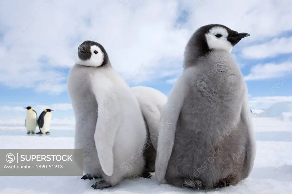 Emperor penguin chicks Aptenodytes forsteri, Snow Hill Island, Weddell Sea, Antarctica, Polar Regions