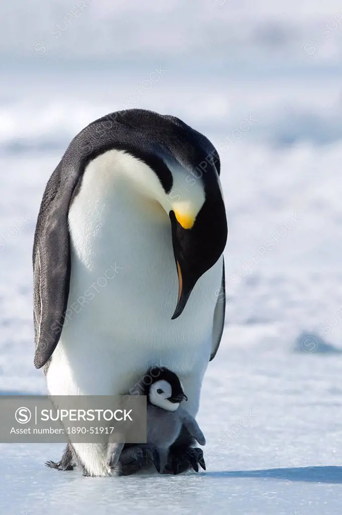 Emperor penguin Aptenodytes forsteri and chick, Snow Hill Island, Weddell Sea, Antarctica, Polar Regions