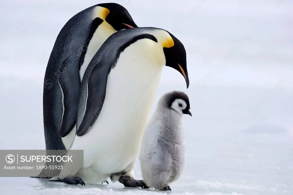 Emperor penguins Aptenodytes forsteri and chick, Snow Hill Island, Weddell Sea, Antarctica, Polar Regions