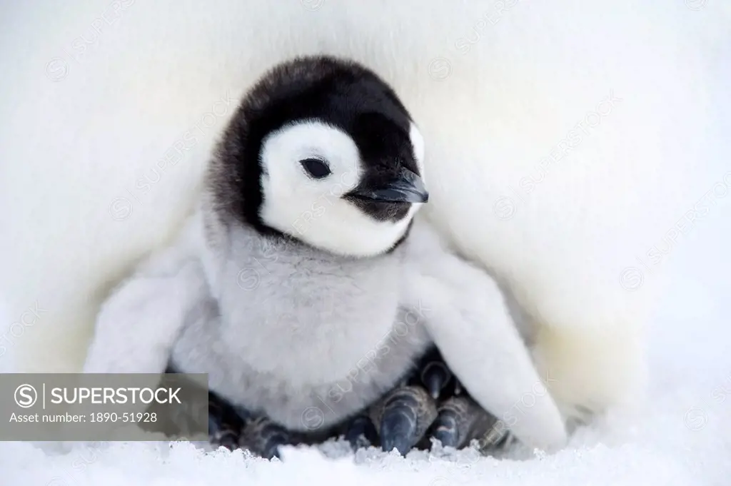 Emperor penguin chick Aptenodytes forsteri, Snow Hill Island, Weddell Sea, Antarctica, Polar Regions