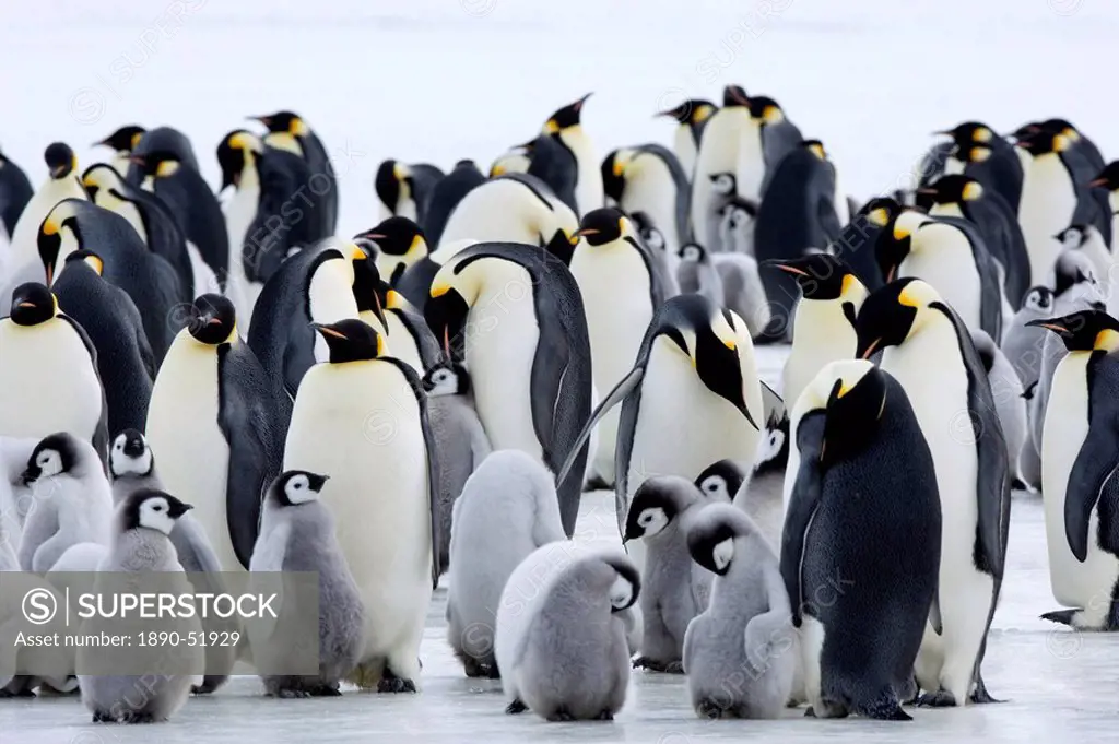 Colony of Emperor penguins Aptenodytes forsteri and chicks, Snow Hill Island, Weddell Sea, Antarctica, Polar Regions