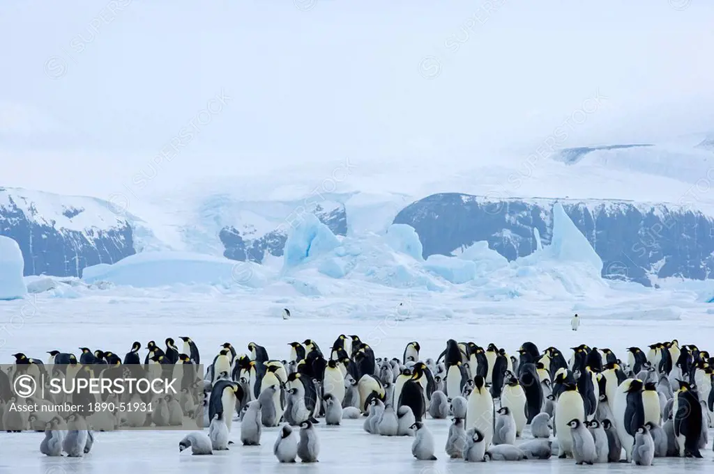 Colony of emperor penguins Aptenodytes forsteri, Snow Hill Island, Weddell Sea, Antarctica, Polar Regions