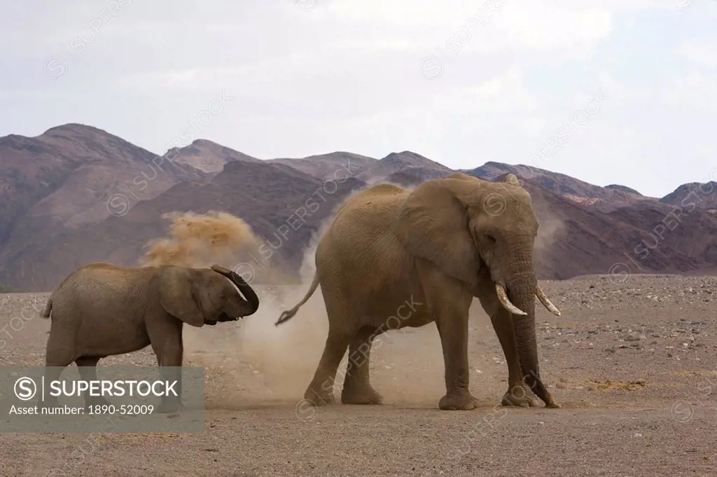 Desert_dwelling elephants Loxodonta africana africana showering dust, Namibia, Africa