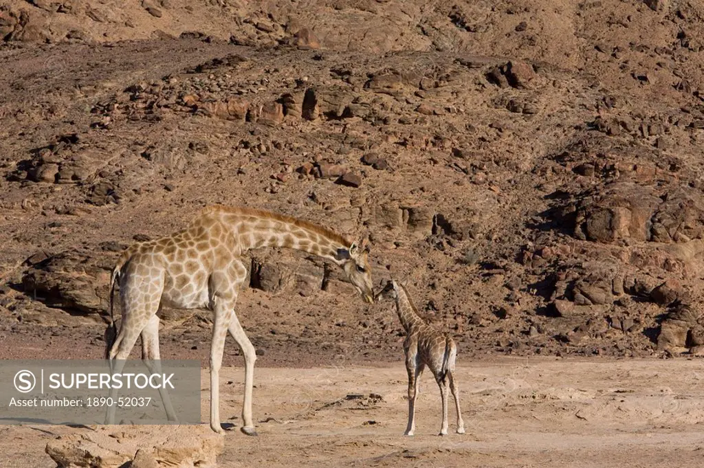 Desert giraffe Giraffa camelopardalis capensis with young, Namibia, Africa