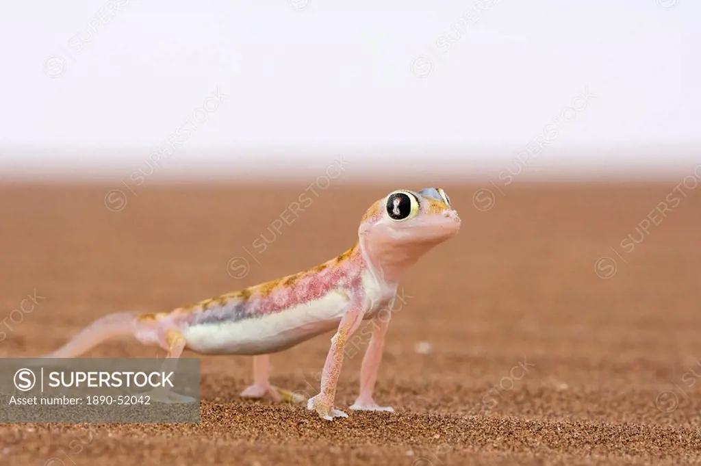 Webfooted gecko Palmatogecko rangei, Namib Desert, Namibia, Africa