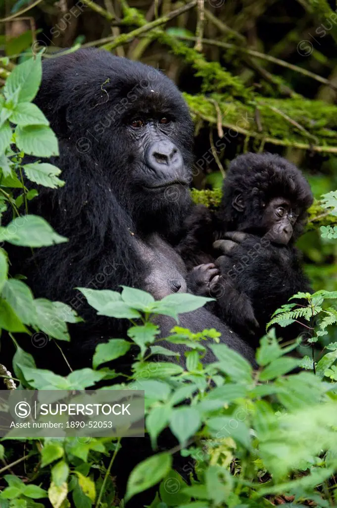 Mountain gorilla Gorilla gorilla beringei with her young baby, Rwanda Congo border, Africa