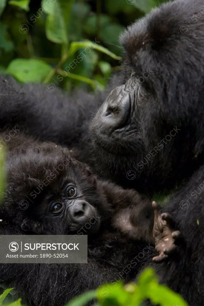 Mountain gorilla Gorilla gorilla beringei with her young baby, Rwanda Congo border, Africa